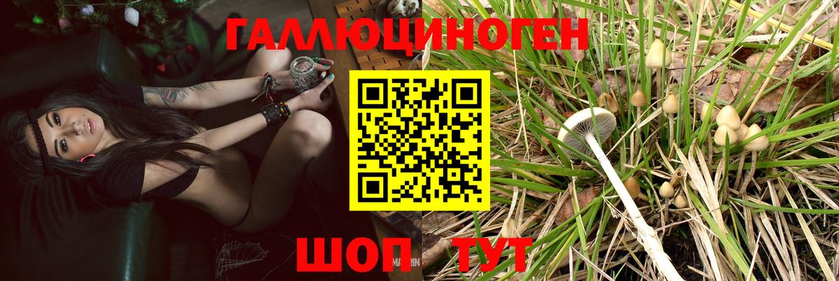 Тара  Псилоцибиновые грибы MAGIC MUSHROOMS  Вход с VPN 
